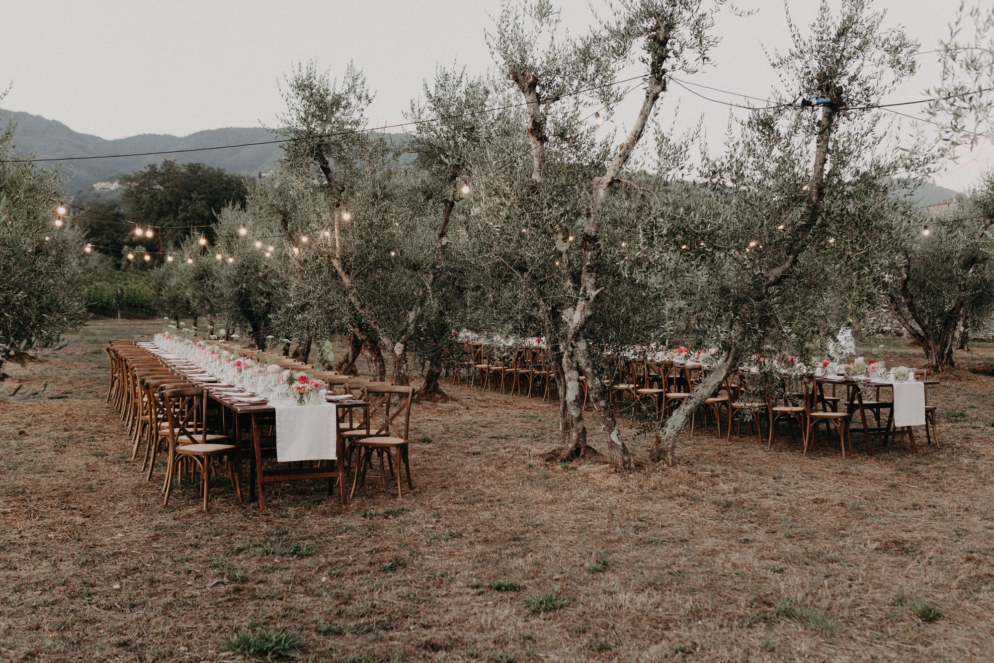 WEDDING RECEPTION In the olive grove on the hills of Lucca Tuscany